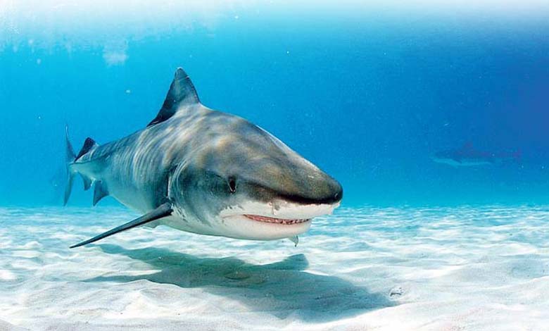 Sharks Explained: Beyond the Myth of the Ocean Villain