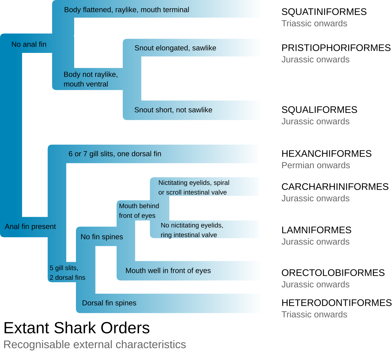 Species & 400 Million Years: Explore Shark Wonders